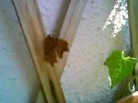 Schmetterling 1 2011.webp