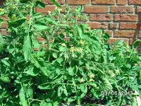 Gartenperle.webp