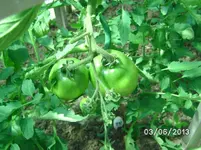 Purple Russian.webp