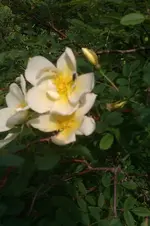 IMAG0717.webp
