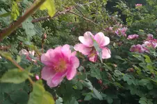 IMAG0727.webp