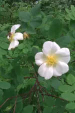 IMAG0729.webp