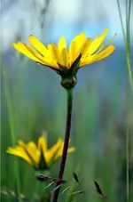 DSC_0343.webp