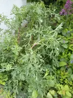 002.webp
