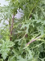 003.webp
