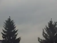vögelchen.webp