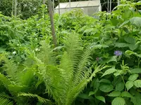 Erbsen 2.webp