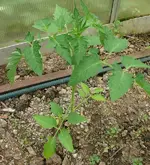 Tomaten1.webp