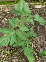 Tomaten.webp
