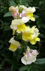 Blumen Löwenmäulchen.webp