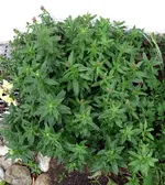 Blumen Löwenmäulchen 2.webp