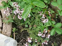 Thymian blüht.webp