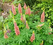 Blumen Lupinen.webp