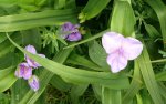 unbekannt Blumen.JPG