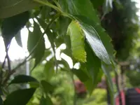 Die kleine Raupe Nimmersatt.webp