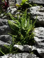 P1090733 (480x640).webp