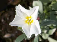 Convolvulus cneorum (2).webp