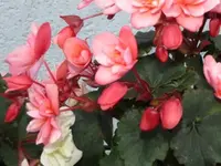 028.webp