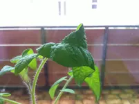 002.webp