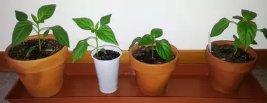 Fuego Peperoni.webp