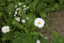 _DSC1656.webp