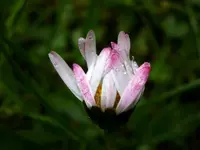 Gänseblümchen_5310.webp