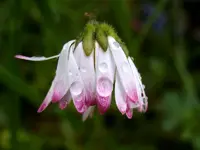 Gänseblümchen_5312.webp