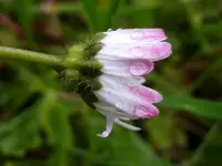 Gänseblümchen_5317.webp
