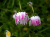 Gänseblümchen_5322.webp