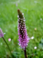 Wegerich_5289.webp