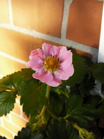 P1090726.webp
