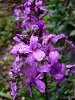 Nachtviola_5326.webp