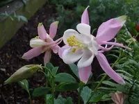 Akelei_5144.webp