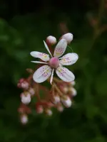 Steinbrech_5247.webp