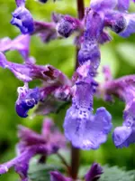 Katzenminze_5192.webp