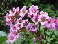 Bergenie_5178.webp