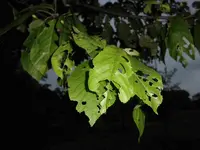 CIMG0188 1.webp