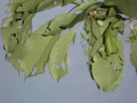 CIMG0189 1.webp