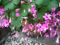 SAM_1214.webp