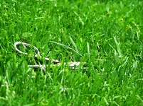 Auf dem Weg zum perfekten Green muecke1401.webp