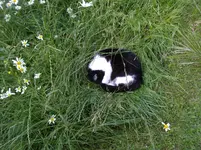 Erst mal den Akku laden Dackel.webp