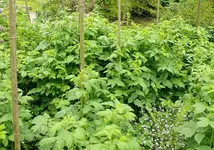 Himbeeren.webp