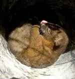 Possum v (1).webp