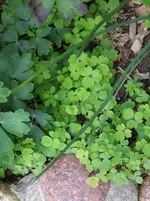 DSCF0047_r1_29_1.webp
