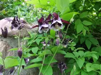 DSCF0049_31_1.webp