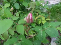 DSCF0051_33_1.webp
