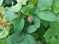 DSCF0054_37_1.webp