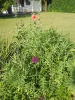 DSCN2126.webp