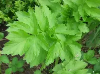 DSCF0041_22_1.webp