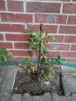 RoseA3.webp
